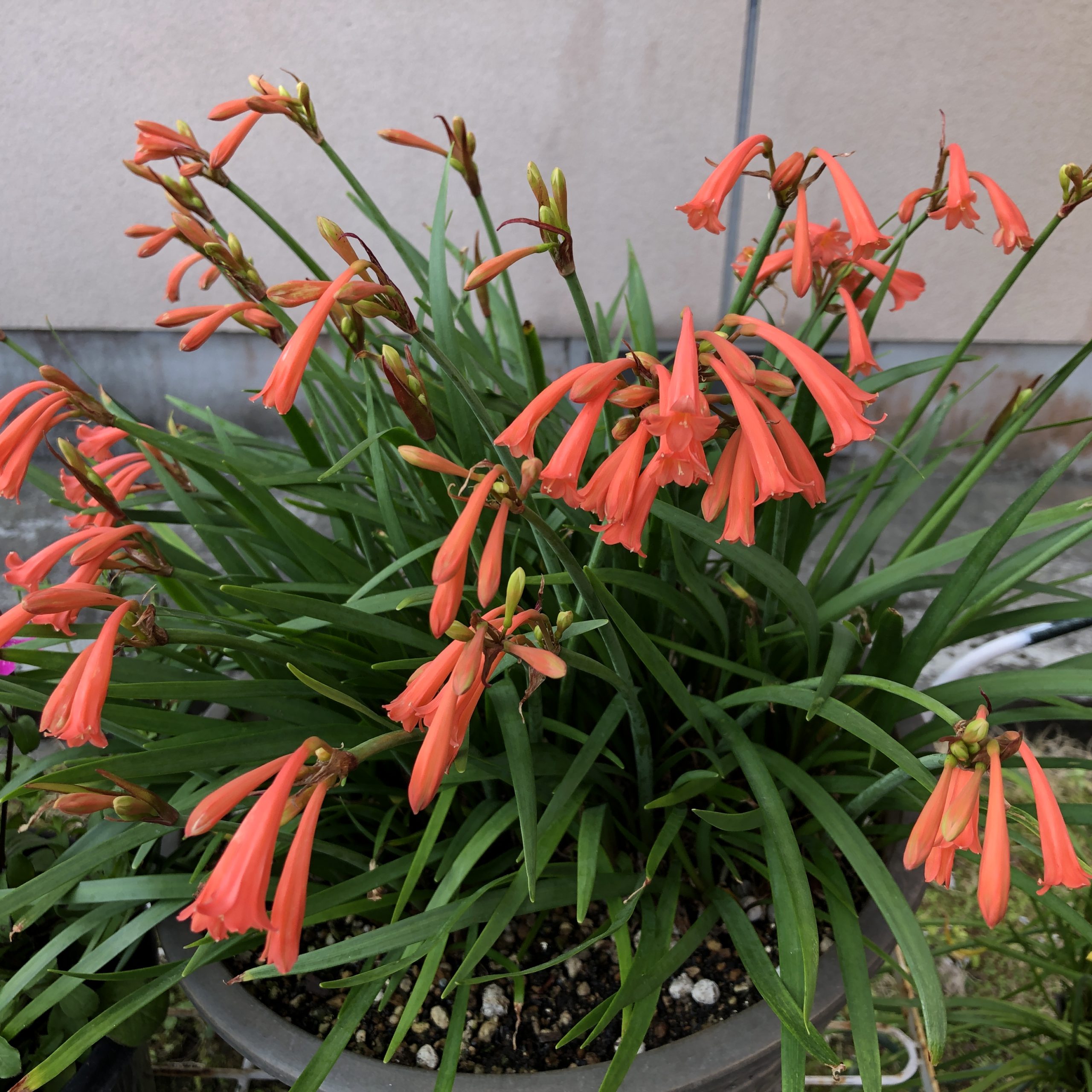 キルタンサス オレンジ